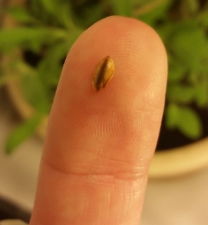 sequoia-seed-on-fingertip